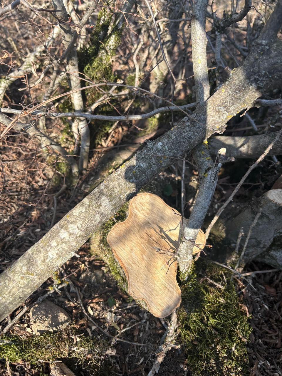 Oğuzda 40 ağacın kəsilməsinə görə polis cinayət işi başladı - FOTO